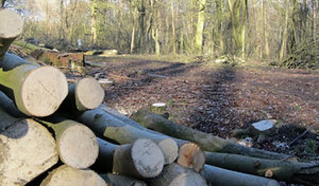 evidence of Ride widening in Melfield Wood