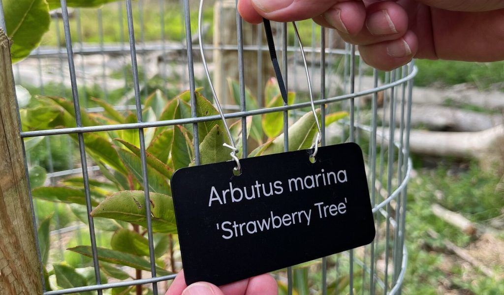 Arbutus marina Strawberry Tree