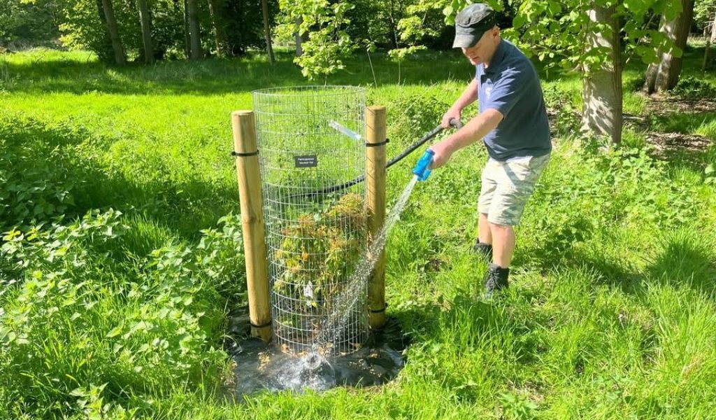 rougham estate team member watering the young trees in spring.