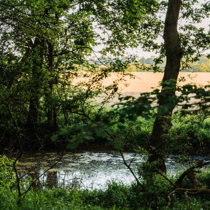 Woodland Pond on the Rougham Estate